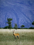 Male Ugandan Kob Stands his Ground in Semuliki Wildlife Reserve Photographic Print by David Pluth