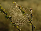 Dew Highlights an Orb-Weaver Spider's Web Photographic Print by Mattias Klum
