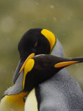 Courting King Penguins Necking Fotografie-Druck von Ralph Lee Hopkins