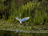 Great White Egret Coming in for a Landing with Outspread Wings, Groton, Connecticut Photographic Print by Todd Gipstein