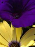 Purple Petunia and Yellow Osteospermum Sitting Side by Side, Groton, Connecticut Photographic Print by Todd Gipstein