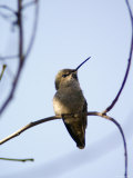 Costa's Hummingbird Perched at Ellwood Bluffs, California Photographic Print by Rich Reid