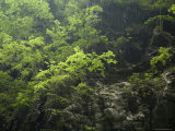 Dappled Light, Forested Shore of Lesser Three Gorges, Wushan, China Photographie par David Evans