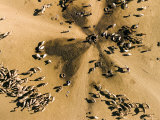 Livestock Gather at This Deep Radial Well in the Saharan Steppe, Chad Photographic Print by Michael Fay