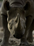 Rhinoceros at the Sedgwick County Zoo, Kansas Photographie par Joel Sartore