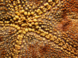 Extreme Close-Up of the Mouth of a Sea Star Photographic Print by Tim Laman