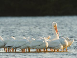 Portrai of American White Pelicans, Sanibel Island, Florida Photographic Print by Tim Laman