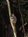 Endangered Leadbeaters Possum Clings to a Branch, Yellingbo Nature Reserve, Australia Photographic Print by Jason Edwards