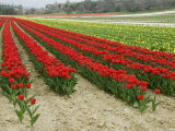 Horizontal View of a Bright Red Tulip Field in Provence, France Photographic Print by Stephen Sharnoff