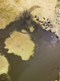 Pod of Hippos Bask in the Sun Along This Marshy Floodplain, Zambia Photographic Print by Michael Fay