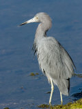Portrait of a Reddish Egret, Sanibel Island, Florida Photographic Print by Tim Laman