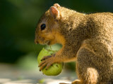 Red Fox Squirrel Chews on a Walnut in Lincoln, Nebraska Lámina fotográfica por Joel Sartore Red Fox Squirrel Chews on a Walnut in Lincoln, Nebraska Lámina fotográfica por Joel Sartore