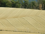 Curving Lines of Plowed Fields on Two Hillsides, with Trees in Back, France Photographie par Stephen Sharnoff