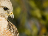 Portrait of a Florida Red-Shouldered Hawk Photographic Print by Tim Laman