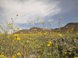 Desert Wildflowers in Death Valley National Park, California Photographic Print by James Forte
