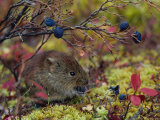 Red Backed Vole Eating Blueberry, Alaska Photographic Print by Michael S. Quinton