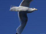 Kittiwake Flying in Air, Svalbard Islands, Norway Photographic Print by Brimberg & Coulson 