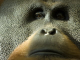 Male Orangutan at the Sedgwick County Zoo, Kansas Photographic Print by Joel Sartore
