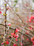 Flowers Bloom Among the Wild Bramble on Shores of the Chesapeake Bay Photographie par David Evans