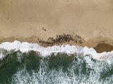 Population of Hundreds of Cape Fur Seals on the Namibian Coast Photographic Print by Michael Fay