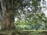 Giant Tree in Front of Cemetery in Remote Nicaraguan Village Photographie par David Evans