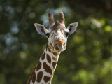 Reticulated Giraffe Sticks its Tongue Out at the Camera, Henry Doorly Zoo, Nebraska Photographic Print by Joel Sartore