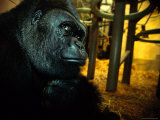 Gorilla in a Zoo 写真プリント - マイケル・ニコルズ Gorilla in a Zoo 写真プリント - マイケル・ニコルズ