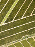 Pineapple Plantation, South Africa Photographic Print by Michael Fay