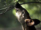 Okapi Reaches for a Little Snack at the Henry Doorly Zoo, Nebraska Photographic Print by Joel Sartore
