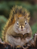 Red Squirrel Sitting on Tree Snag, Alaska Lámina fotográfica por Michael S. Quinton Red Squirrel Sitting on Tree Snag, Alaska Lámina fotográfica por Michael S. Quinton