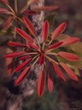 New Growth on a Shea Tree Photographie par David Pluth