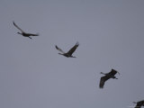 Four Migrating Sandhill Cranes at the Rowe Audubon Sanctuary Photographic Print by Joel Sartore