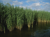 Delta Duck Potato Plants Sprout from Marsh Water Photographic Print by James P. Blair