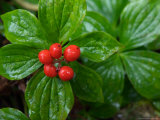 Red Berries after Fall Rain, Alaska Photographic Print by Ralph Lee Hopkins