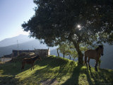 Horse, Colt as Dawn Shines Through Tree by House in Venezuelan Andes Fotografisk tryk af David Evans