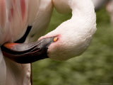 Lesser Flamingo, Preening Photographic Print by Tim Laman