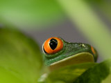 Red-Eyed Tree Frog at the Sunset Zoo, Kansas Photographic Print by Joel Sartore
