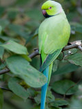 Ring-Necked Parakeet at the Kansas City Zoo Photographie par Joel Sartore