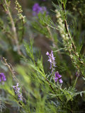 Purple Flowered Plant Grows in Qinghai Province, China Photographie par David Evans
