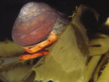 Norris's Top Snail Crawling on Giant Kelp Blade. Norrisia Norrisi, California Photographic Print