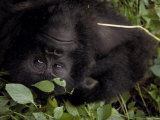 Mountain Gorilla Relaxes in the Cool Shade of a Tropical Rainforest Photographic Print by Jason Edwards