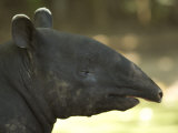 Malayan Tapir from the Sedgwick County Zoo, Kansas Photographic Print by Joel Sartore