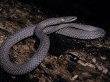 Masters Snake Coiled on a Log Sun Basking to Raise It's Temperature, Melbourne Zoo, Australia Photographic Print by Jason Edwards