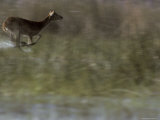 Red Lechwe Flees Through Wetland Reeds Photographic Print by Jason Edwards