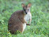 Parma Wallaby at the Sunset Zoo in Manhattan, Kansas Photographic Print by Joel Sartore