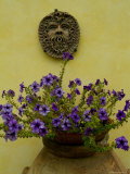 Potted Purple Petunias on a Wooden Bench against a Yellow Wall, Tuscany, Italy Photographic Print by Todd Gipstein