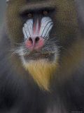 Mandrill at the Rolling Hills Zoo Photographic Print by Joel Sartore