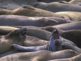 Northern Elephant Seals, California Photographic Print by Rich Reid