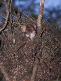 Ringtail Possum Emerging from Nest Drey to Feed at Night, Yellingbo Nature Reserve, Australia Photographic Print by Jason Edwards