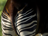 Okapi from the Sedgwick County Zoo, Kansas Photographie par Joel Sartore